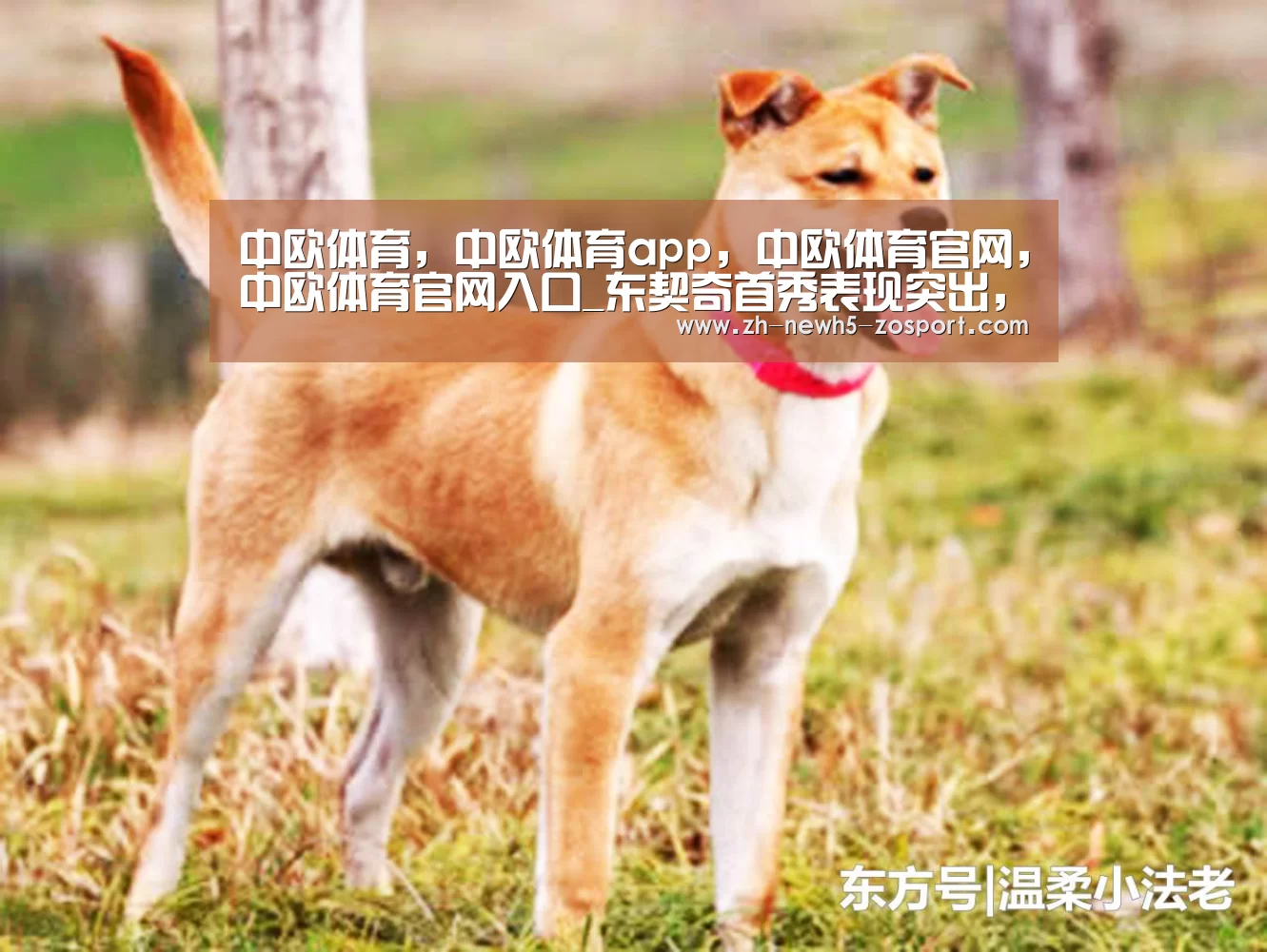 中欧体育,中欧体育app,中欧体育官网,中欧体育官网入口_东契奇首秀表现突出,最终方硕惨败小牛可惜了!(图2) 中欧体育,中欧体育app,中欧体育官网,中欧体育官网入口